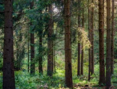 Hat der Berner Wald noch Energieholzpotential ?