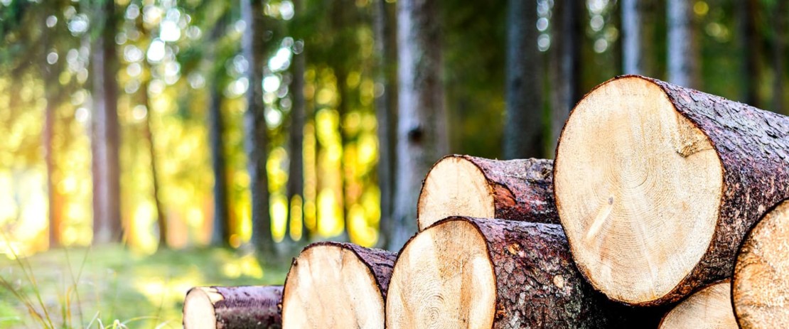 Perché l'energia dal legno?