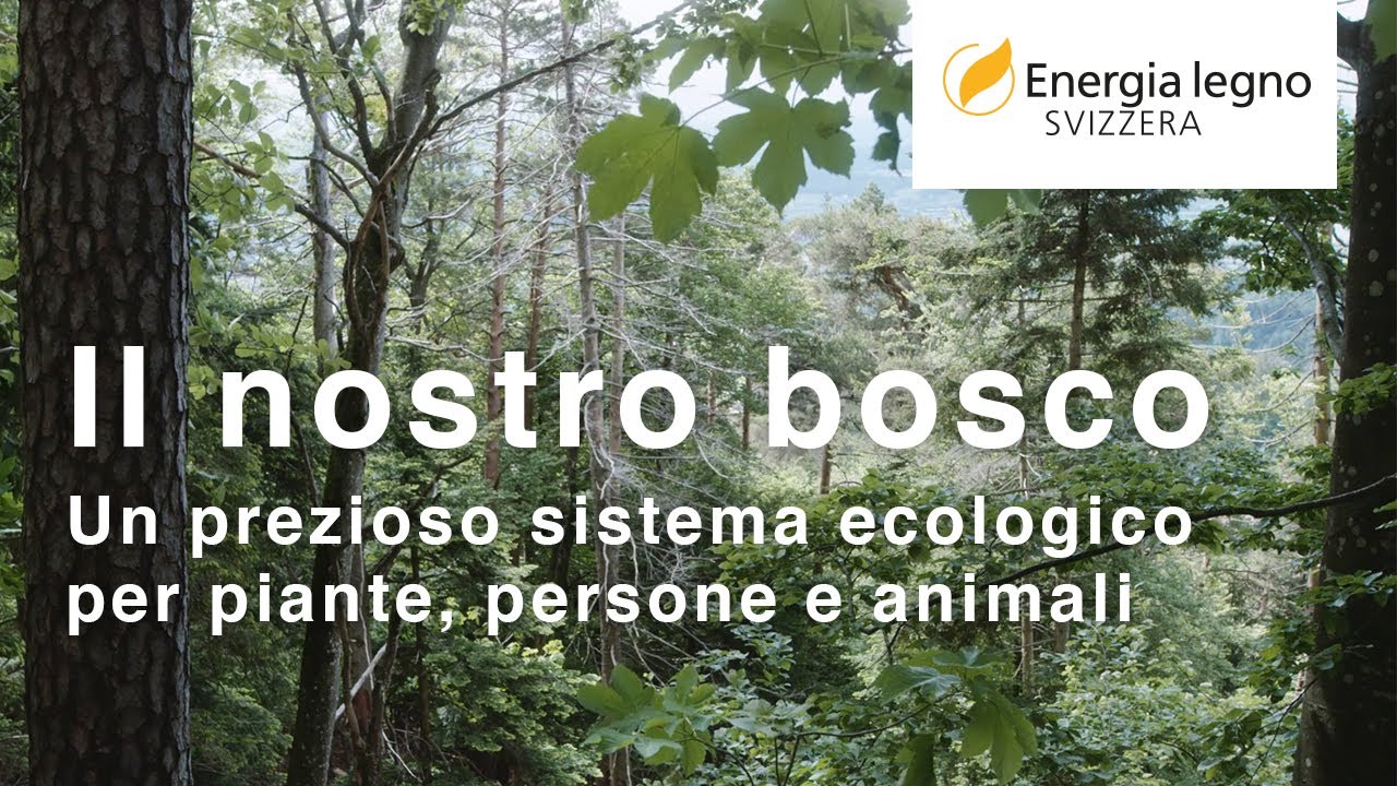 Il nostro bosco – un prezioso sistema ecologico per piante, persone e animali