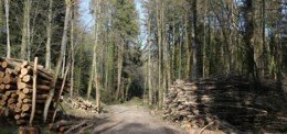 Città dell'energia e legno: una politica climatica di successo